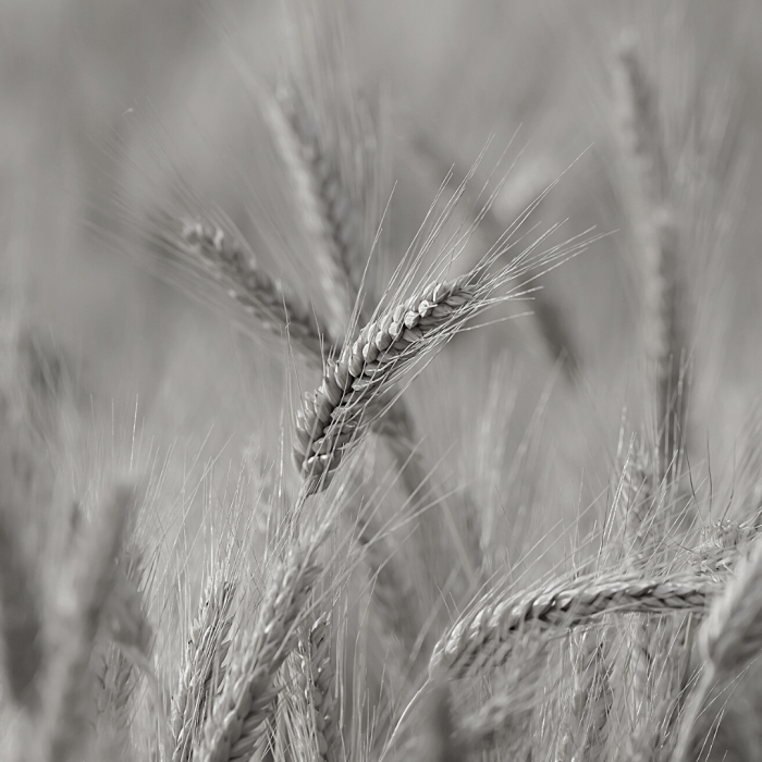 Klimafokus: Landwirtschaft und Ernährung