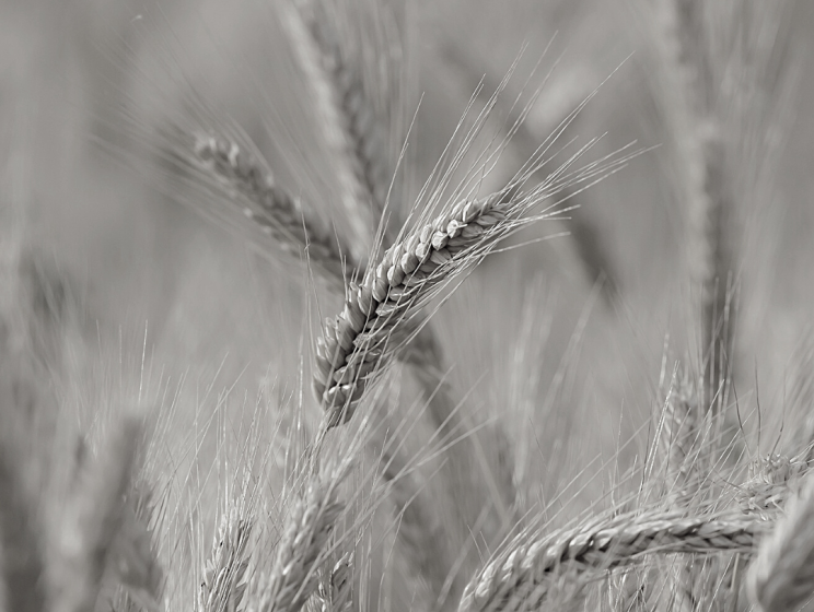 Klimafokus: Landwirtschaft und Ernährung